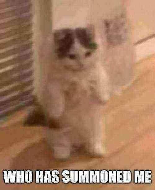 image tagged in memes | made w/ Imgflip meme maker