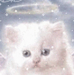 High Quality Cat angel face Blank Meme Template