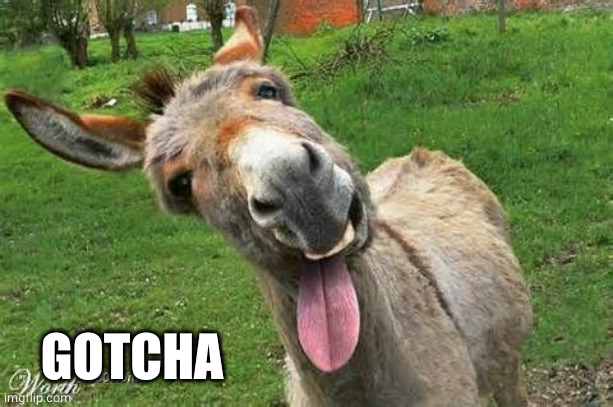 Laughing Donkey | GOTCHA | image tagged in laughing donkey | made w/ Imgflip meme maker