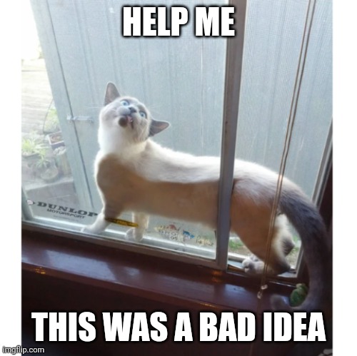 KITTY LEARNED THE HARD WAY | HELP ME; THIS WAS A BAD IDEA | image tagged in cats,funny cats | made w/ Imgflip meme maker