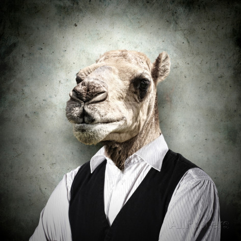 camel businessman Blank Meme Template