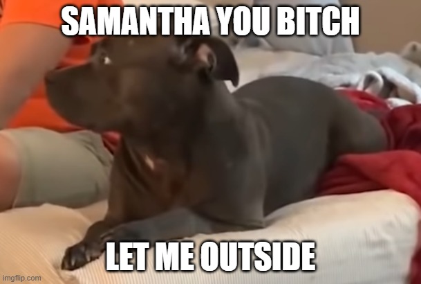 Doggo | SAMANTHA YOU BITCH; LET ME OUTSIDE | image tagged in dog,meme | made w/ Imgflip meme maker