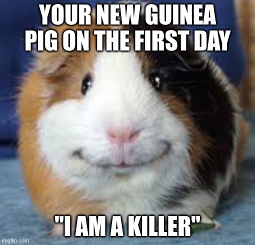 Killer guinea pig | YOUR NEW GUINEA PIG ON THE FIRST DAY; "I AM A KILLER" | image tagged in guinea pig,funny memes | made w/ Imgflip meme maker