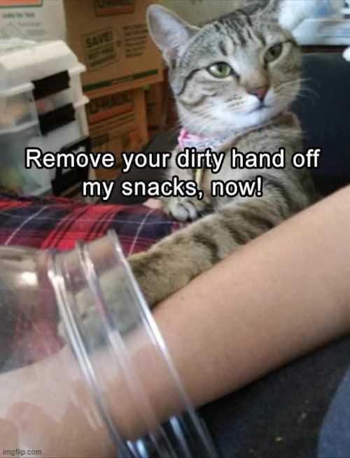 :) | image tagged in cats | made w/ Imgflip meme maker