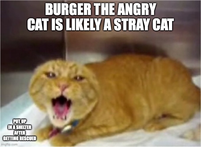Angry Cat | BURGER THE ANGRY CAT IS LIKELY A STRAY CAT; PUT UP IN A SHELTER AFTER GETTING RESCUED | image tagged in cats,memes | made w/ Imgflip meme maker