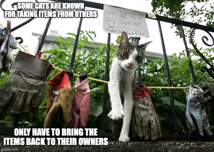 Glove Snatcher | SOME CATS ARE KNOWN FOR TAKING ITEMS FROM OTHERS; ONLY HAVE TO BRING THE ITEMS BACK TO THEIR OWNERS | image tagged in memes,cats | made w/ Imgflip meme maker
