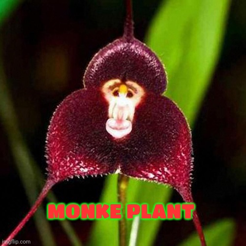 M O N K E P L A N T | MONKE PLANT | image tagged in monke,plant | made w/ Imgflip meme maker