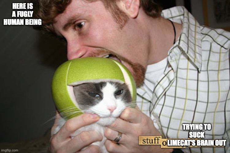 Limecat | HERE IS A FUGLY HUMAN BEING; TRYING TO SUCK LIMECAT'S BRAIN OUT | image tagged in cats,memes | made w/ Imgflip meme maker