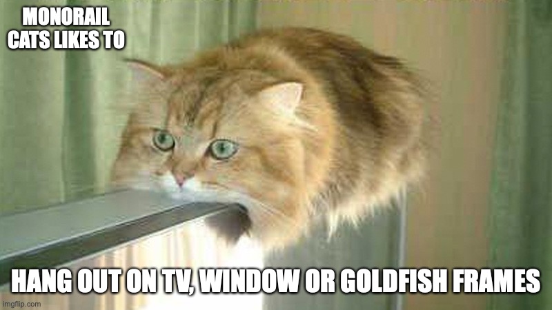 Monorail Cat | MONORAIL CATS LIKES TO; HANG OUT ON TV, WINDOW OR GOLDFISH FRAMES | image tagged in cats,memes | made w/ Imgflip meme maker