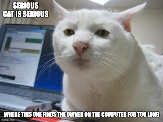 Serious Cat | SERIOUS CAT IS SERIOUS; WHERE THIS ONE FINDS THE OWNER ON THE COMPUTER FOR TOO LONG | image tagged in cats,memes | made w/ Imgflip meme maker