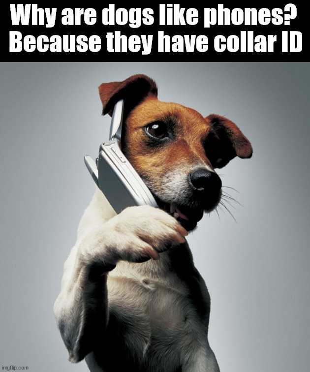 Why are dogs like phones?  Because they have collar ID | image tagged in eye roll | made w/ Imgflip meme maker