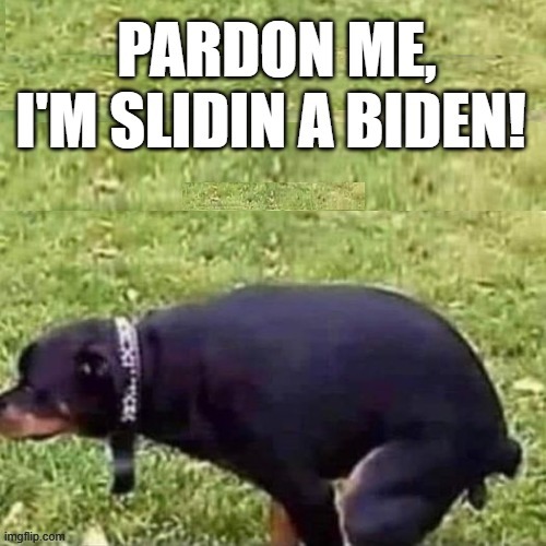 Pardon me! I'm Slidin a Biden!! | image tagged in dog | made w/ Imgflip meme maker