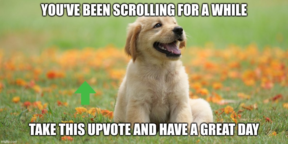 cute doggo | YOU'VE BEEN SCROLLING FOR A WHILE; TAKE THIS UPVOTE AND HAVE A GREAT DAY | image tagged in memes | made w/ Imgflip meme maker
