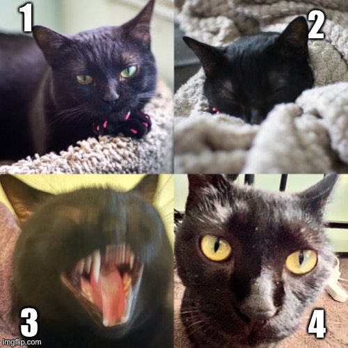 How Do You Feel Today | 2; 1; 3; 4 | image tagged in which cat are you today,sarlah,sarlahthecat,sarlahkitty,vanillabizcotti | made w/ Imgflip meme maker