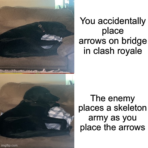 My dog as a meme template | You accidentally place arrows on bridge in clash royale; The enemy places a skeleton army as you place the arrows | image tagged in dog | made w/ Imgflip meme maker