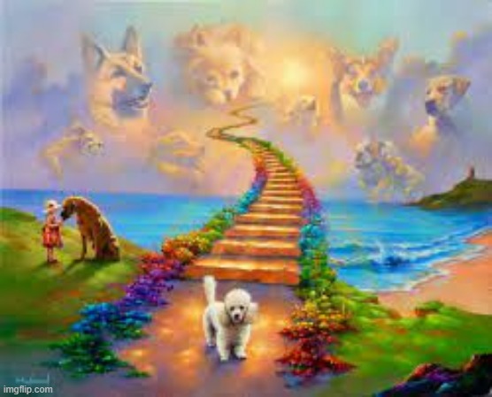 Dogs heaven | image tagged in dogs | made w/ Imgflip meme maker