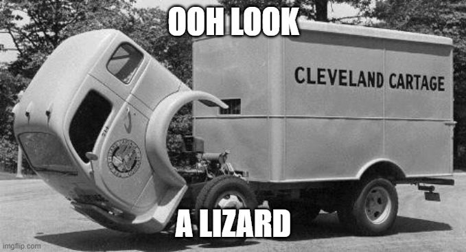 Never seen before |  OOH LOOK; A LIZARD | image tagged in truck,lizard,look | made w/ Imgflip meme maker