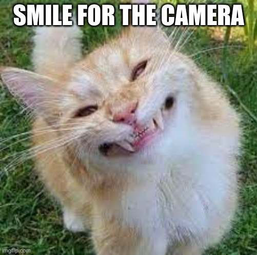 cat | SMILE FOR THE CAMERA | image tagged in funny cat memes | made w/ Imgflip meme maker