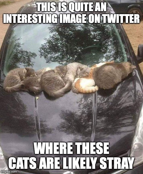Cats on Car Hood | THIS IS QUITE AN INTERESTING IMAGE ON TWITTER; WHERE THESE CATS ARE LIKELY STRAY | image tagged in cats,cars,memes | made w/ Imgflip meme maker