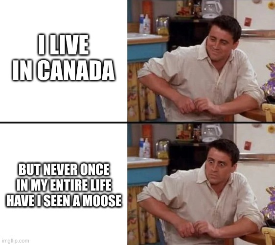 it makes sense since i live in the prairies | I LIVE IN CANADA; BUT NEVER ONCE IN MY ENTIRE LIFE HAVE I SEEN A MOOSE | image tagged in surprised joey,memes | made w/ Imgflip meme maker