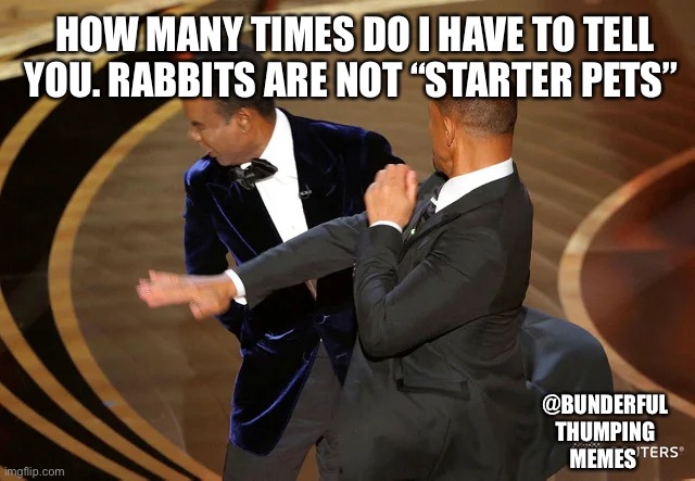 rabbits | HOW MANY TIMES DO I HAVE TO TELL YOU. RABBITS ARE NOT “STARTER PETS”; @BUNDERFUL THUMPING MEMES | image tagged in will smith punching chris rock | made w/ Imgflip meme maker