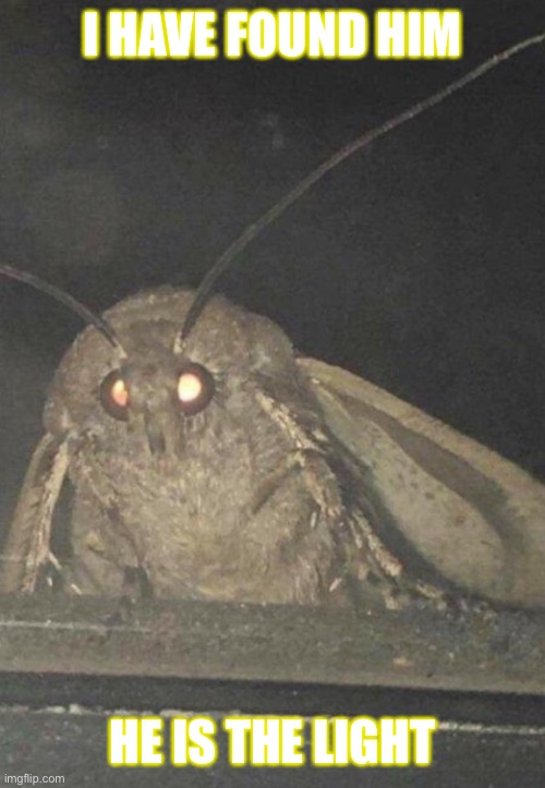 Moth | I HAVE FOUND HIM; HE IS THE LIGHT | image tagged in moth | made w/ Imgflip meme maker