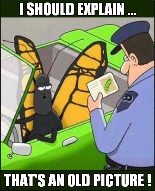 Butterfly Pulled Over ! |  I SHOULD EXPLAIN ... THAT'S AN OLD PICTURE ! | image tagged in fun,butterfly,police pull over | made w/ Imgflip meme maker