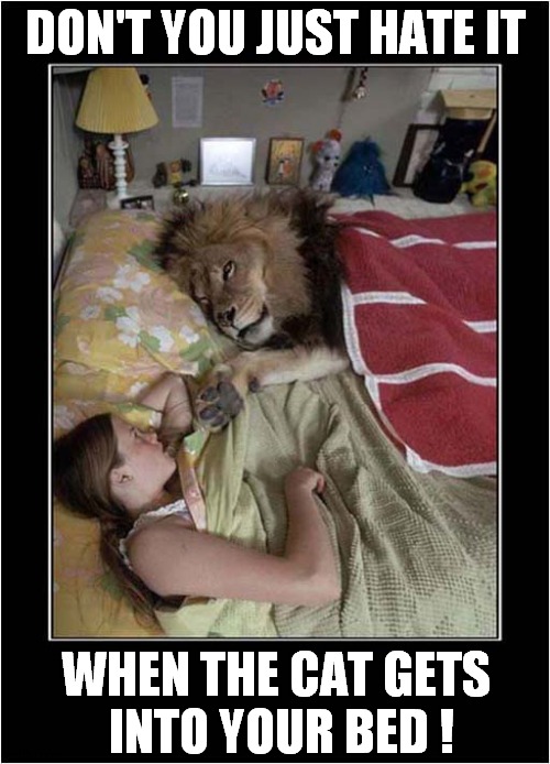 The Lion Sleeps Tonight ! | DON'T YOU JUST HATE IT; WHEN THE CAT GETS
 INTO YOUR BED ! | image tagged in cats,lion,the lion sleeps tonight,visual pun | made w/ Imgflip meme maker