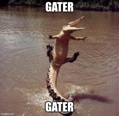 Alligator  | GATER GATER | image tagged in alligator | made w/ Imgflip meme maker