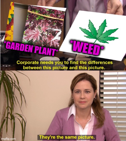 -Could I smoke it? | *WEED*; *GARDEN PLANT* | image tagged in memes,they're the same picture,smoke weed everyday,drugs are bad,garden,give me the plant | made w/ Imgflip meme maker
