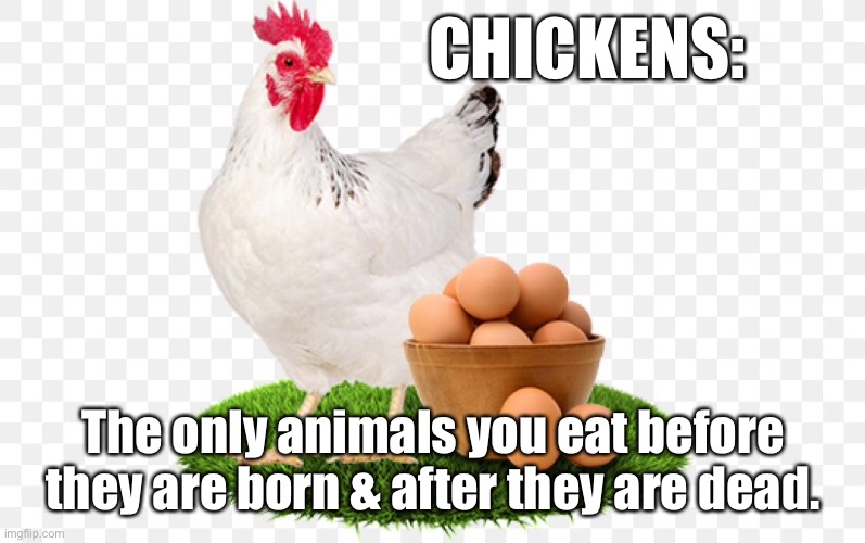 Chickens | CHICKENS:; The only animals you eat before they are born & after they are dead. | image tagged in eggs,chicken,animal,food,funny,life death | made w/ Imgflip meme maker