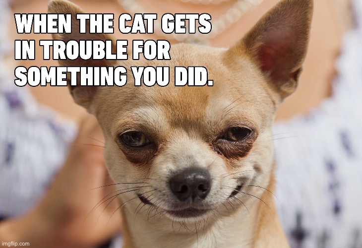 Don’t blame it on the cat | image tagged in cat angry | made w/ Imgflip meme maker