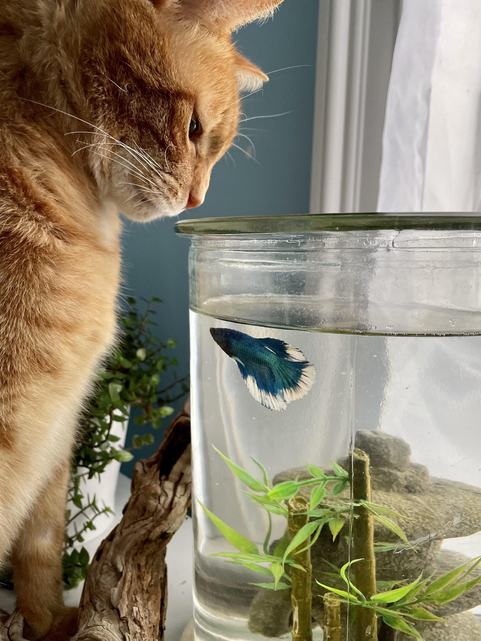 Cat and fish Blank Template - Imgflip