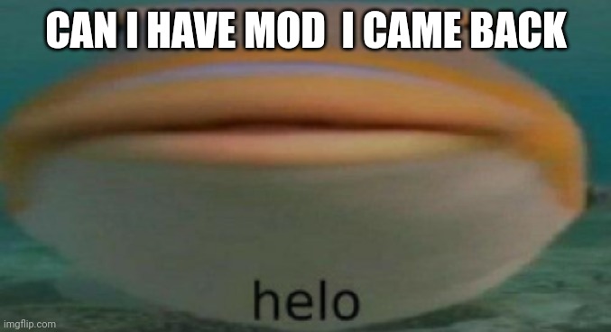 So I can get rid of the timer | CAN I HAVE MOD  I CAME BACK | image tagged in helo | made w/ Imgflip meme maker