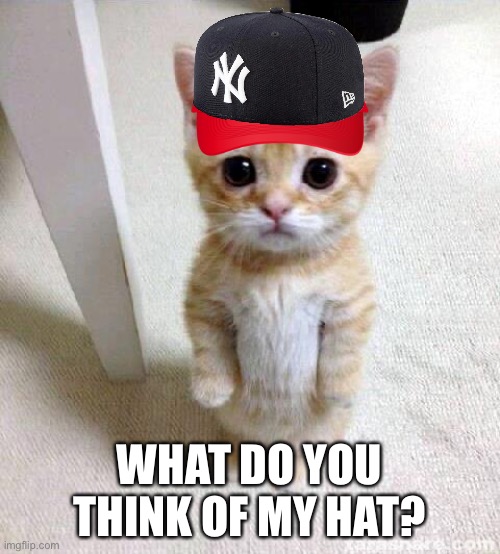 What is you think of my hat? | WHAT DO YOU THINK OF MY HAT? | image tagged in memes,cute cat | made w/ Imgflip meme maker