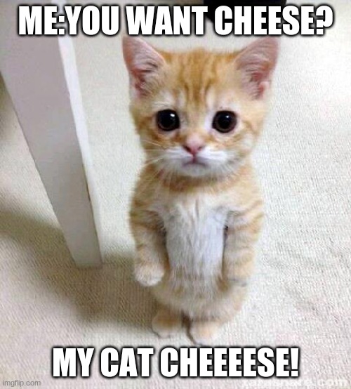 cat | ME:YOU WANT CHEESE? MY CAT CHEEEESE! | image tagged in memes,cute cat | made w/ Imgflip meme maker