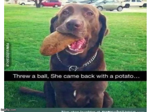 I want this dog | image tagged in smart dog | made w/ Imgflip meme maker