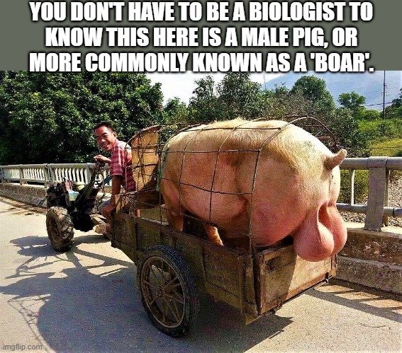 it's a boar | YOU DON'T HAVE TO BE A BIOLOGIST TO
KNOW THIS HERE IS A MALE PIG, OR
MORE COMMONLY KNOWN AS A 'BOAR'. | image tagged in funny animal meme,biologist,male,pig,hog,swine | made w/ Imgflip meme maker