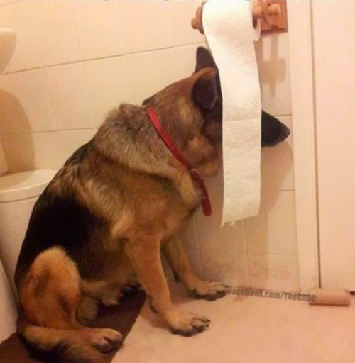Dog hiding behind toilet paper Blank Meme Template