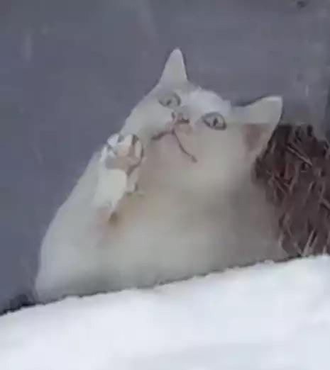 Sad cat at window Blank Meme Template