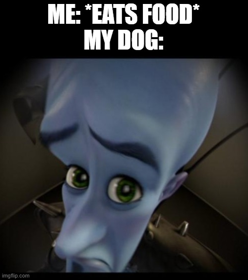 I have to give some | ME: *EATS FOOD*
MY DOG: | image tagged in no bitches,memes,funny,megamind,fun stream | made w/ Imgflip meme maker