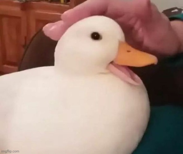 ducc | image tagged in ducc | made w/ Imgflip meme maker
