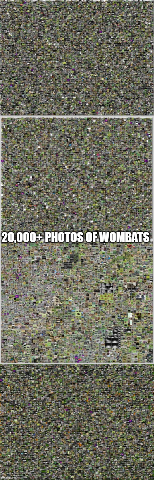  20,000+ PHOTOS OF WOMBATS | image tagged in alota wombats | made w/ Imgflip meme maker