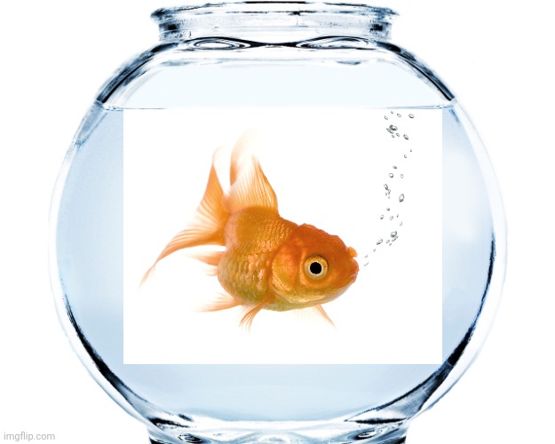 The goldfish bowl | image tagged in goldfish | made w/ Imgflip meme maker