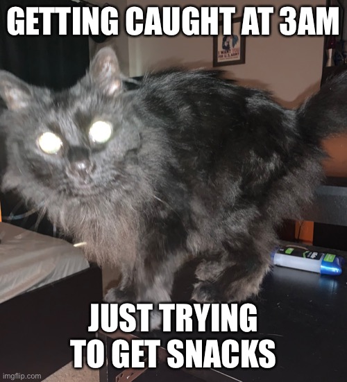 Caught at 3am getting snacks | GETTING CAUGHT AT 3AM; JUST TRYING TO GET SNACKS | image tagged in cat caught 3am | made w/ Imgflip meme maker