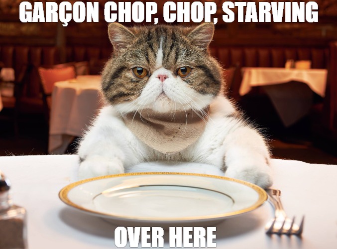 I'm starved out | GARÇON CHOP, CHOP, STARVING; OVER HERE | image tagged in hungry cat | made w/ Imgflip meme maker