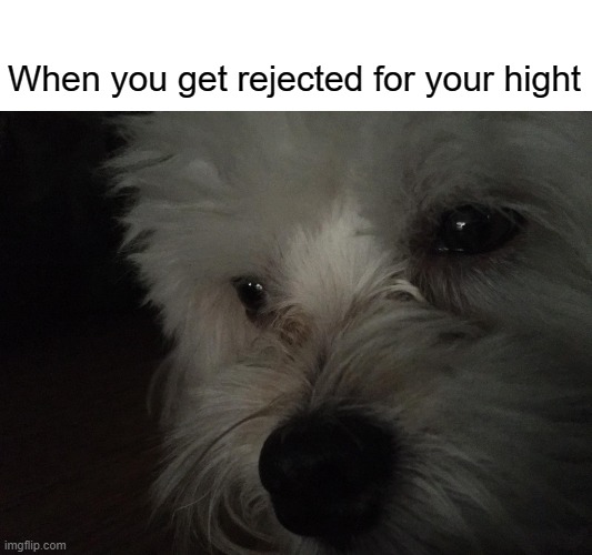 when you get rejected | When you get rejected for your hight | image tagged in dog | made w/ Imgflip meme maker