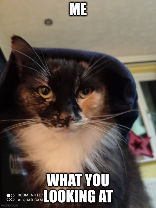 what you looking at cat | ME; WHAT YOU LOOKING AT | image tagged in what you looking at cat | made w/ Imgflip meme maker