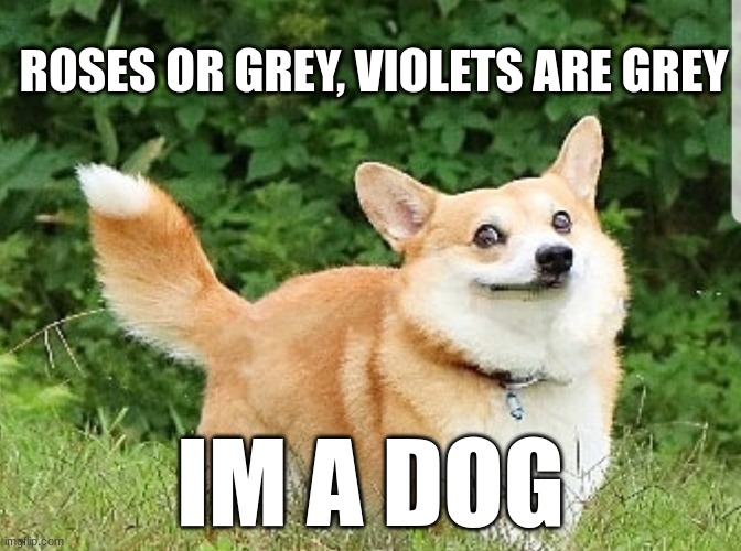 yeeeaaa... | ROSES OR GREY, VIOLETS ARE GREY; IM A DOG | image tagged in ok boomer corgi | made w/ Imgflip meme maker