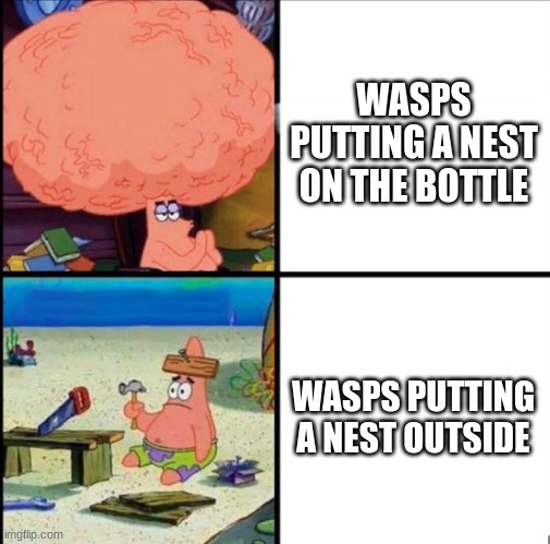 patrick big brain | WASPS PUTTING A NEST OUTSIDE WASPS PUTTING A NEST ON THE BOTTLE | image tagged in patrick big brain | made w/ Imgflip meme maker